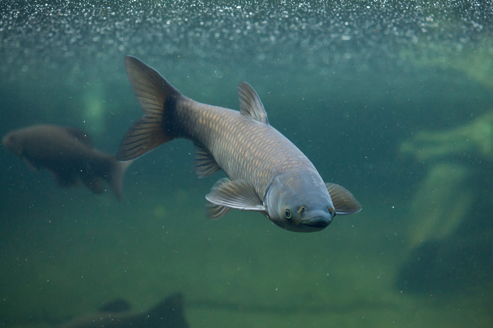 fish that eat blanket weed