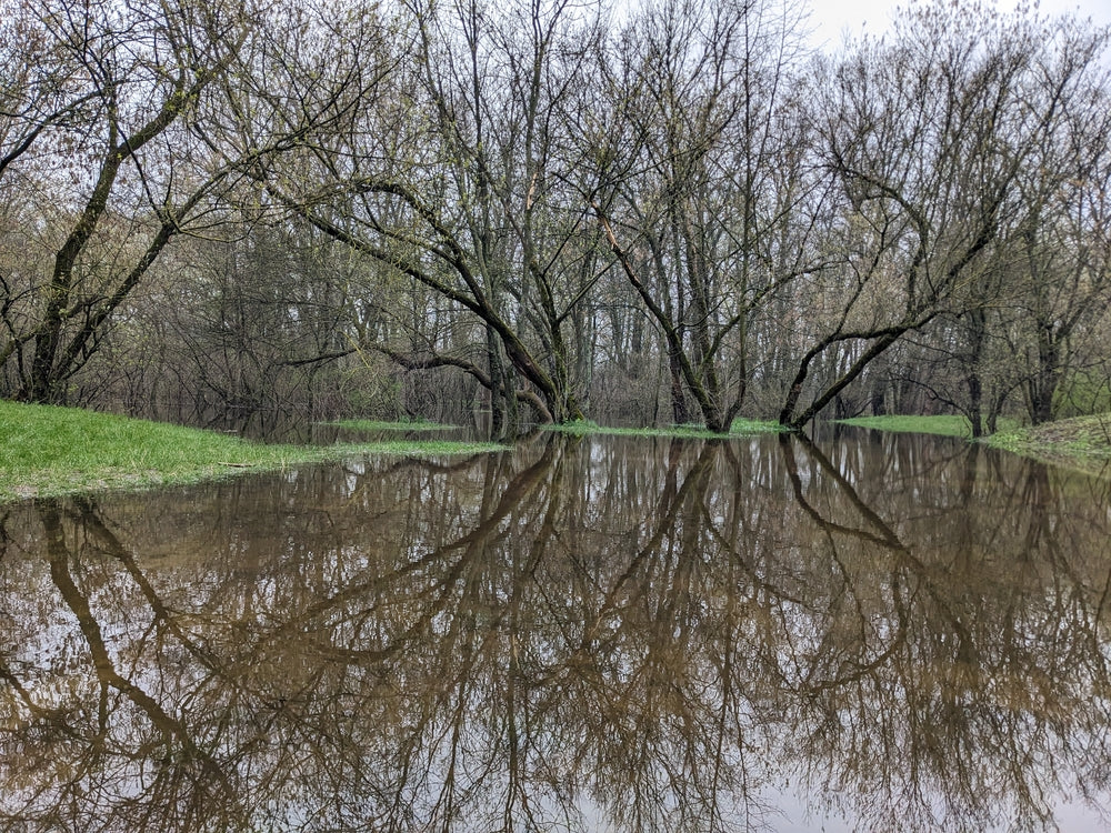 pond brown water